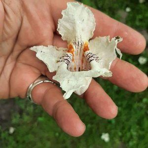 Meet your Posher, Leon